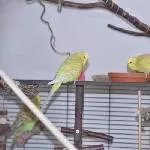 Marli und Olavi