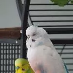 Nachmittagsschläfchen