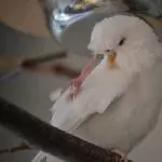 Snow juckt es