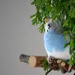 Karl im Möhrengrün