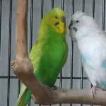 Dämon und Silvester