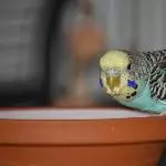 hmmm, lecker Quellfutter