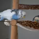 zwei Schecken