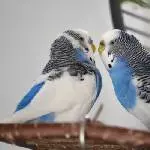 Karl und Kleiner