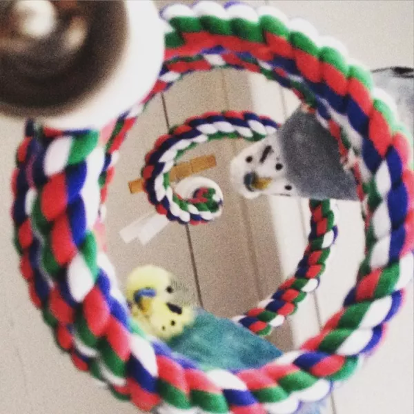 Wellensittich-Bild: Meine beiden Wellis lieben diesen Spiral fast über alles. Nur die Klo-Tür ist als Hang-out Ort mehr beliebt :)