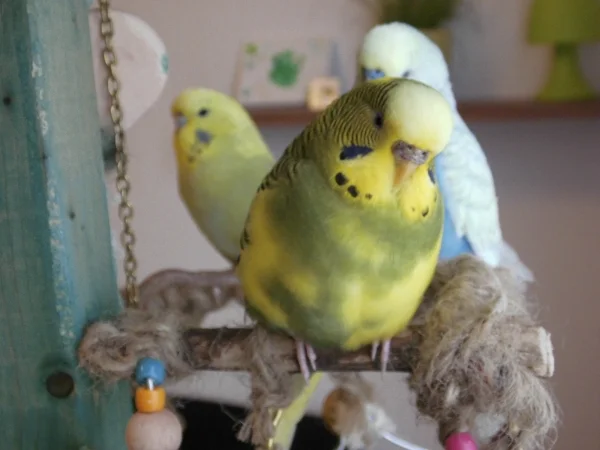 Wellensittich-Bild: Tiffy, Peanut und Fipsy 