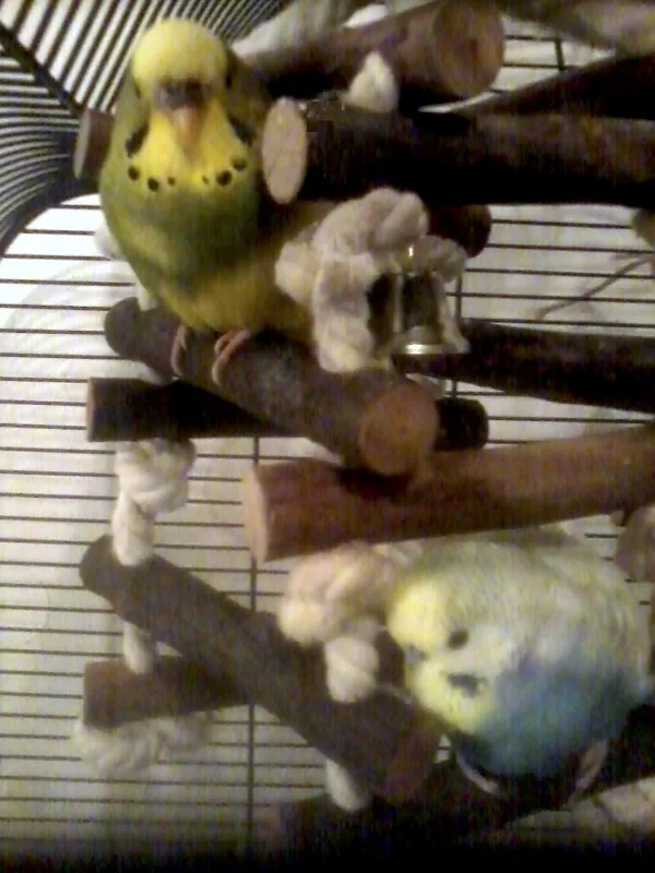Wellensittich-Bild: So ein Schaukelturm ist ja auch was tolles! :D