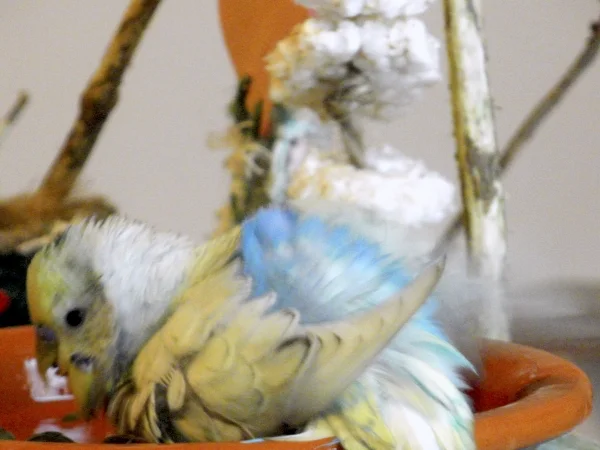 Wellensittich-Bild: Peanut in seinem Element