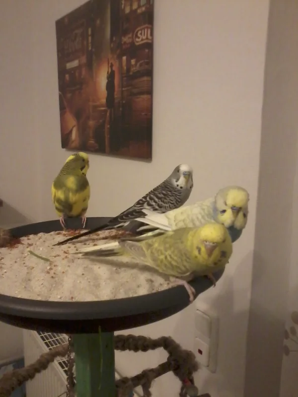 Wellensittich-Bild: v.l. Fipsy, Snow, Peanut und Tiffy