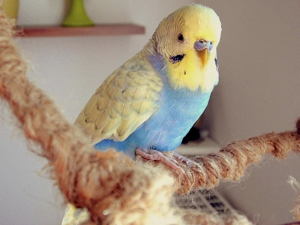Wellensittich-Bild: Peanut auf dem Wellibaum.