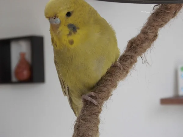 Wellensittich-Bild: .. ich finde sie sieht aus wie ein kleiner flauschiger Tennisball.. :D