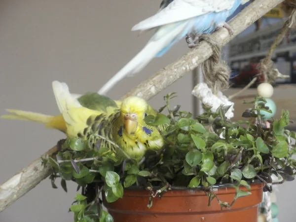 Wellensittich-Bild: ... lecker Golliwoog, auch gut zum Baden! :)