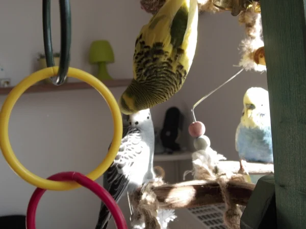 Wellensittich-Bild: Fipsy und Snow beim Schnäbeln.

Peanut auf Schaukel.