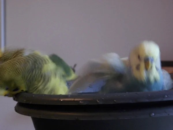 Wellensittich-Bild: Fipsy und Peanut beim Baden