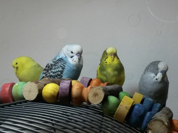 Wellensittich-Bild: Tiffy, Blacky, Fipsy und Snow