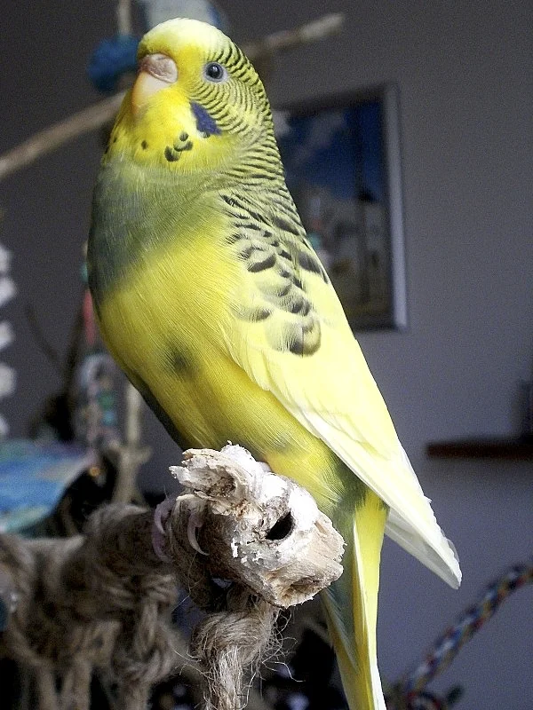 Wellensittich-Bild: Fipsy auf unserem alten Wellibaum.