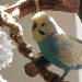 Peanut in Pose