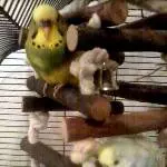Peanut und Fipsy