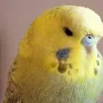 Kleine Tiffy