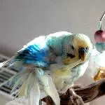 Peanut beim Putzen