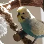 Peanut in Pose