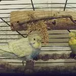 Peanut und Fipsy ganz jung