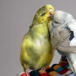 Fipsy und Peanut