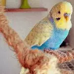 Unser Peanut