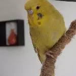Die süße Tiffy