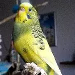 Fipsy in perfekter Fotopose