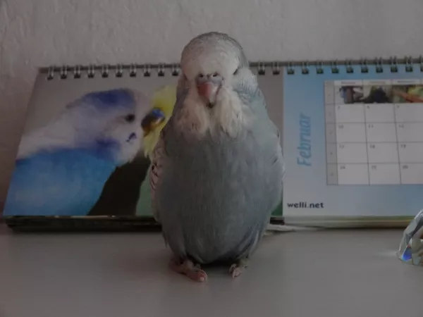Wellensittich-Bild: Komme ich jetzt auch rein ins welli.net ?