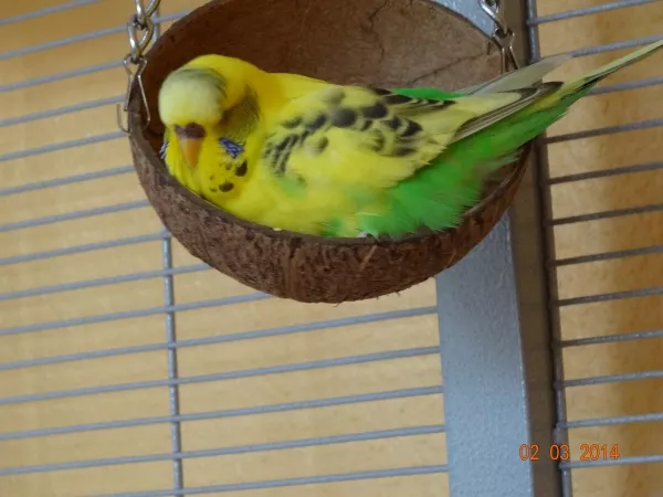 Wellensittich-Bild: kuscheliges Mittagspäuschen
