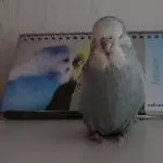 Bäri in Pose
