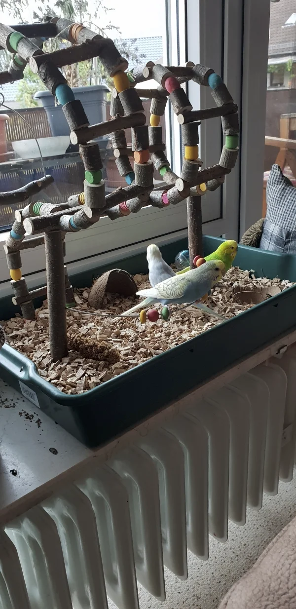 Wellensittich-Bild: Ferdinand, Aurora und Archimedes kontrollieren die Wühlkiste ... Abnahme wurde letztendlich auch genehmigt. Puh!