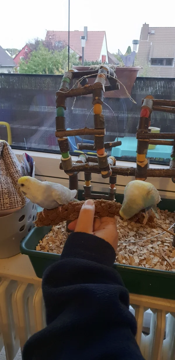 Wellensittich-Bild: Jeden Abend gibt es Hirso von der Felo und Aurora kommt mit Archimedes sofort zum Naschen. 
Leider muß Aurora auch immer wieder die Finger probieren - aua.