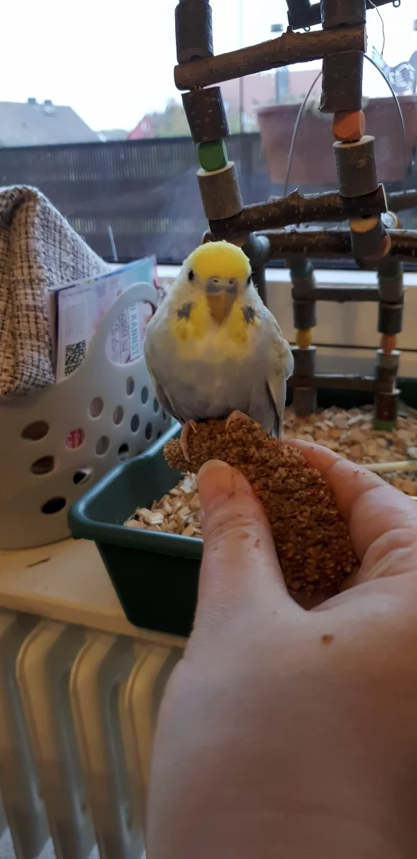 Wellensittich-Bild: Ich versuche es jeden Abend einzurichten, daß es Hirse aus der Hand gibt. Leider wird es immer früher dunkel, aber bisher klappt es noch ganz gut. Archimedes darf auch erst an die Hirse, wenn Aurora fertig ist.