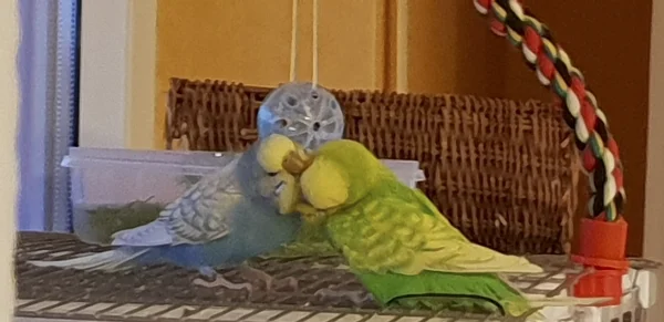 Wellensittich-Bild: Das ist allerdings eine Eigenschaft, die ich toll an Aurora finde. Jeden Abend wird mit Ferdinand gekuschelt und gekrault. Das ist so niedlich zu beobachten.