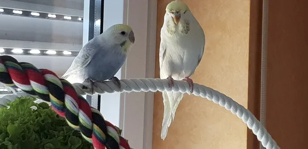 Wellensittich-Bild: Die junge Aurora (links) nähert sich an Mary-Jane an. Da die kleine aber eher ungestüm und wild ist, mag man sie als Felo zwar gerne beobachten, aber die anderen Wellis halten doch lieber Abstand zu ihr.