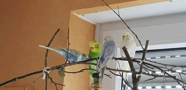 Wellensittich-Bild: Ein seltenes Bild - alle vier auf einem Foto. Leider nur noch 4. Wir vermissen Belle.