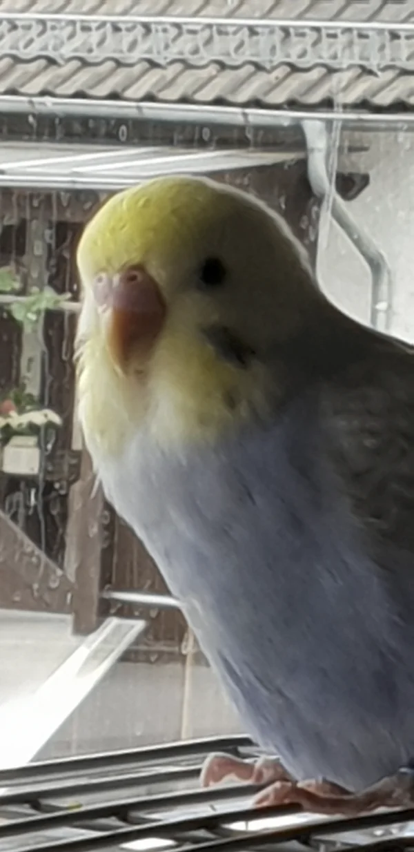 Wellensittich-Bild: Archimedes schaut ganz neugierig hinaus. Vor allem wenn Vögel vorbei fliegen.