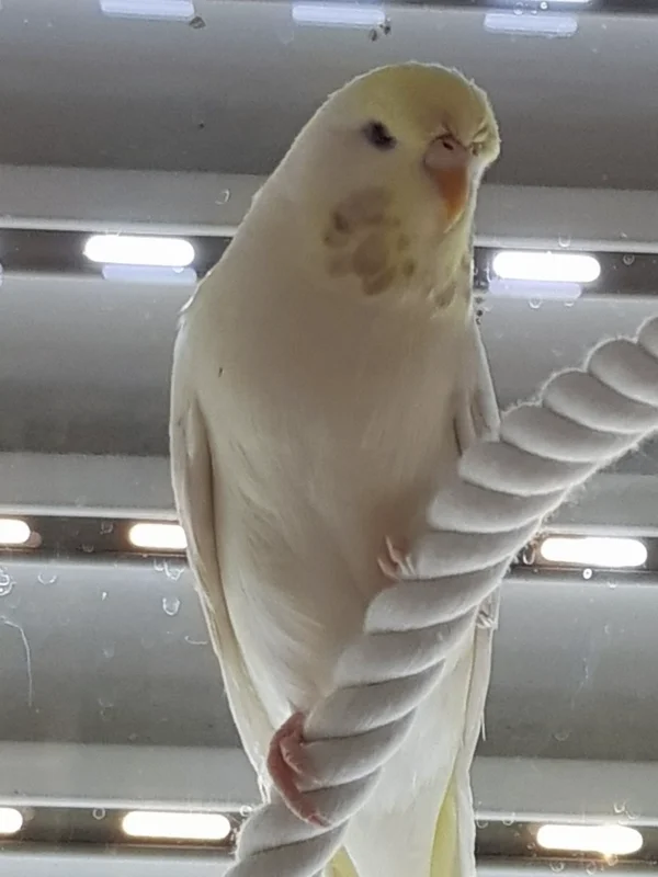 Wellensittich-Bild: Mein Liebling Mary-Jane. Hoffentlich mag sie Archimedes.
