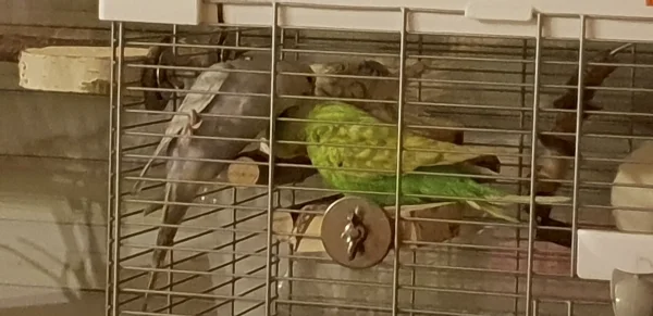 Wellensittich-Bild: Aurora krault Ferdinand und Archimedes Aurora... was ein Federknäul.