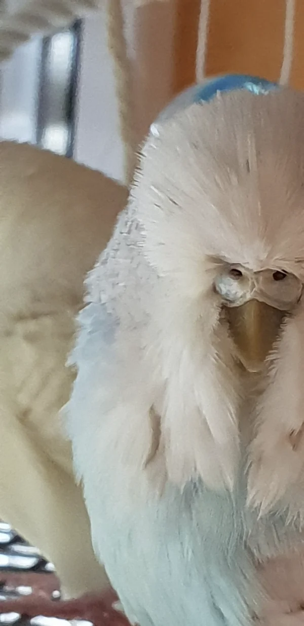 Wellensittich-Bild: Unsere kleine Puffmaus hat so ein ruhiges Gemüt. Sie ist der Lieblingswelli von unserer jüngsten Tochter (4 Jahre).