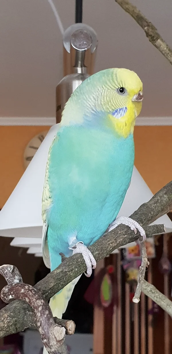 Wellensittich-Bild: Da sitzt sie, unsere Aurora. Da sie nicht nur selber gerne frisst, sonder sich auch von Ferdinand gerne füttern läßt, hat die Madame etwas zugelegt (aber noch im Rahmen) und damit einen neuen Namen verdient.
Ihre Farben werden allerdings von Mauser zu Mauser immer strahlender - ein echter Hingucker!