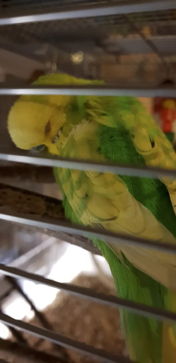 Wellensittich-Bild: Es ist so faszinierend, die kleinen Zwerge so von nahen zu sehen. Jede Feder ist einzigartig, wie der Vogel auch.