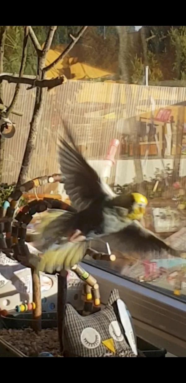 Wellensittich-Bild: Archimedes im Flug - eigentlich sieht man nur Gelb leuchten. 