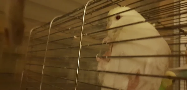 Wellensittich-Bild: Mary-Jane ist mit ihren 4 Monaten schon sehr handzahm. Unsere kleine Tochter liebt sie deshalb sehr.
Allerdings ist die Lady die neue Chefin im Käfig.
