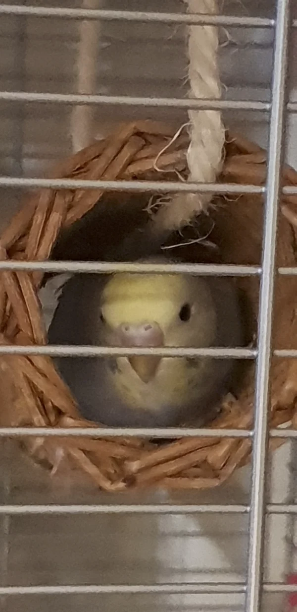 Wellensittich-Bild: Archimedes in der geliebten Schaukel ... leider keine Liebe für die Ewigkeit. Wenn zerschreddert, dann weg. Alles ist vergänglich.