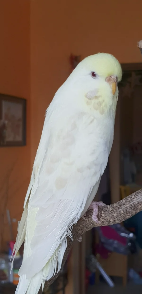 Wellensittich-Bild: Mein Lieblingsvogel - da muß man nicht viele Worte machen. Ich liebe diesen Vogel einfach.