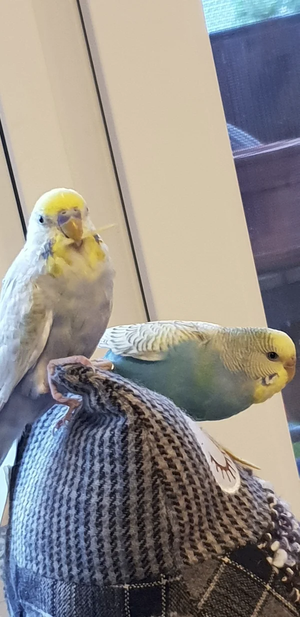 Wellensittich-Bild: Meine beiden jüngsten haben immer Stoh oder Heu im Schnabel. Ob es doch verkleidete Kaninchen sind?